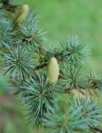 Image 1 (thumb)