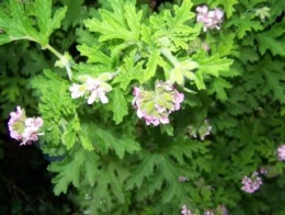 Image 1 (thumb)