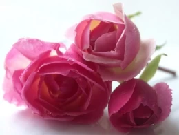 Image 1 (thumb)