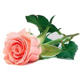 Image 1 (thumb)